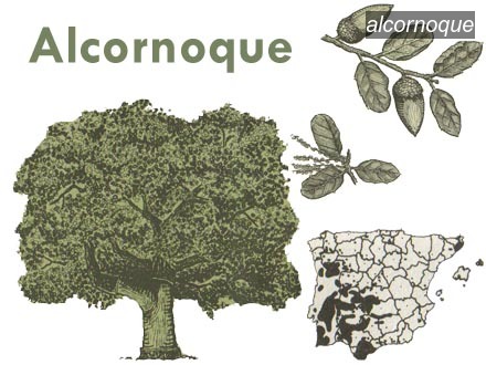 alcornoque0