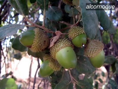 alcornoque2