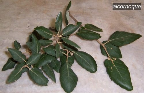 alcornoque3