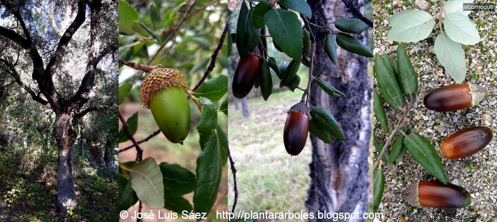 Alcornoque Quercus suber