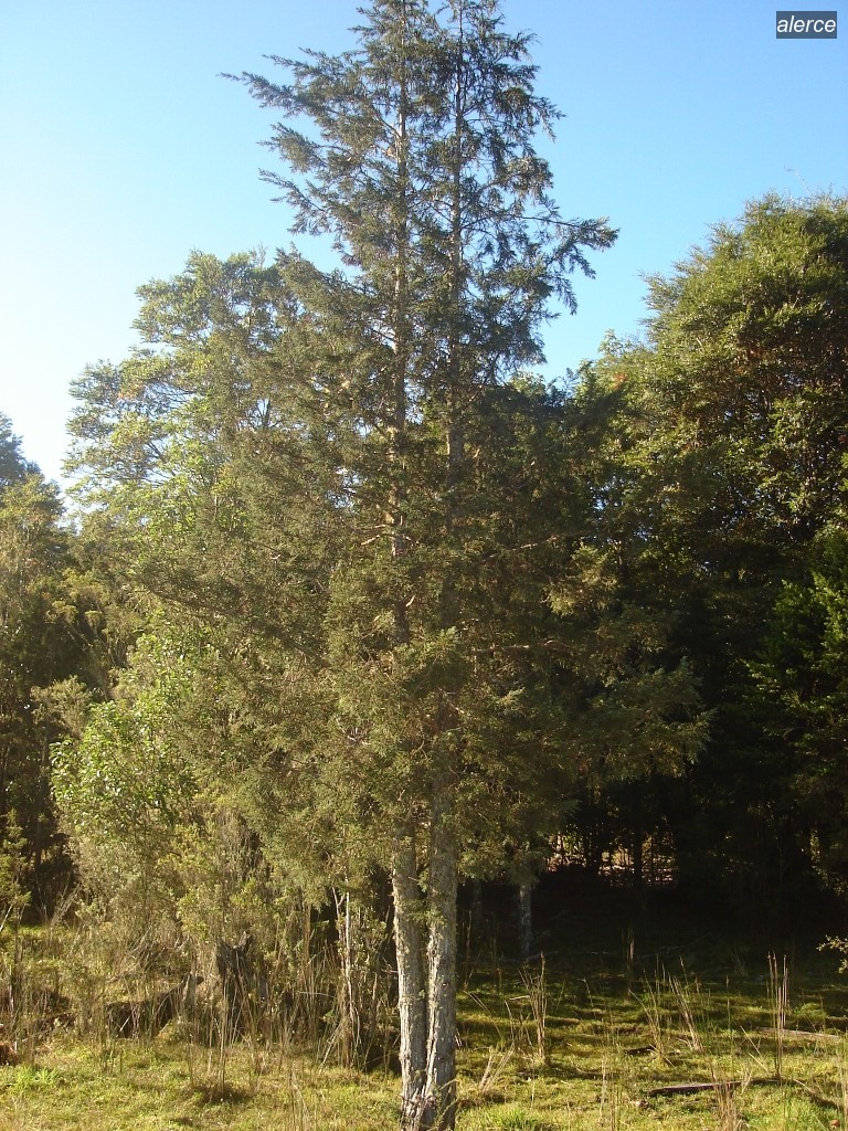 alerce3