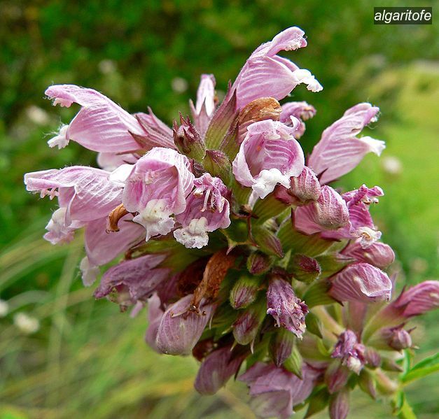 algaritofe0 algaritofe0