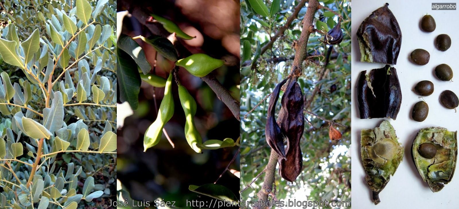 Algarrobo Ceratonia siliqua