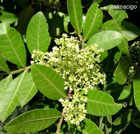 almacigo2