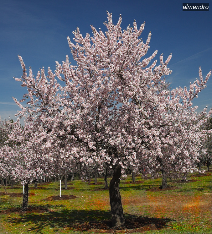 almendro0