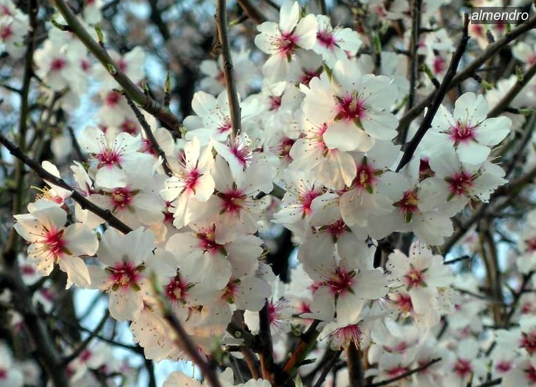 almendro1
