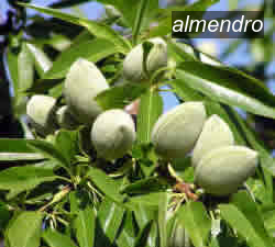almendro2