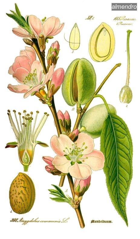 almendro3