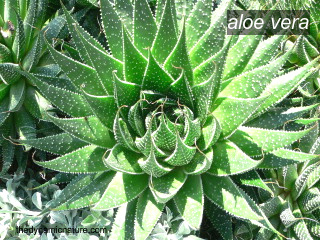 aloe vera2 aloe vera2