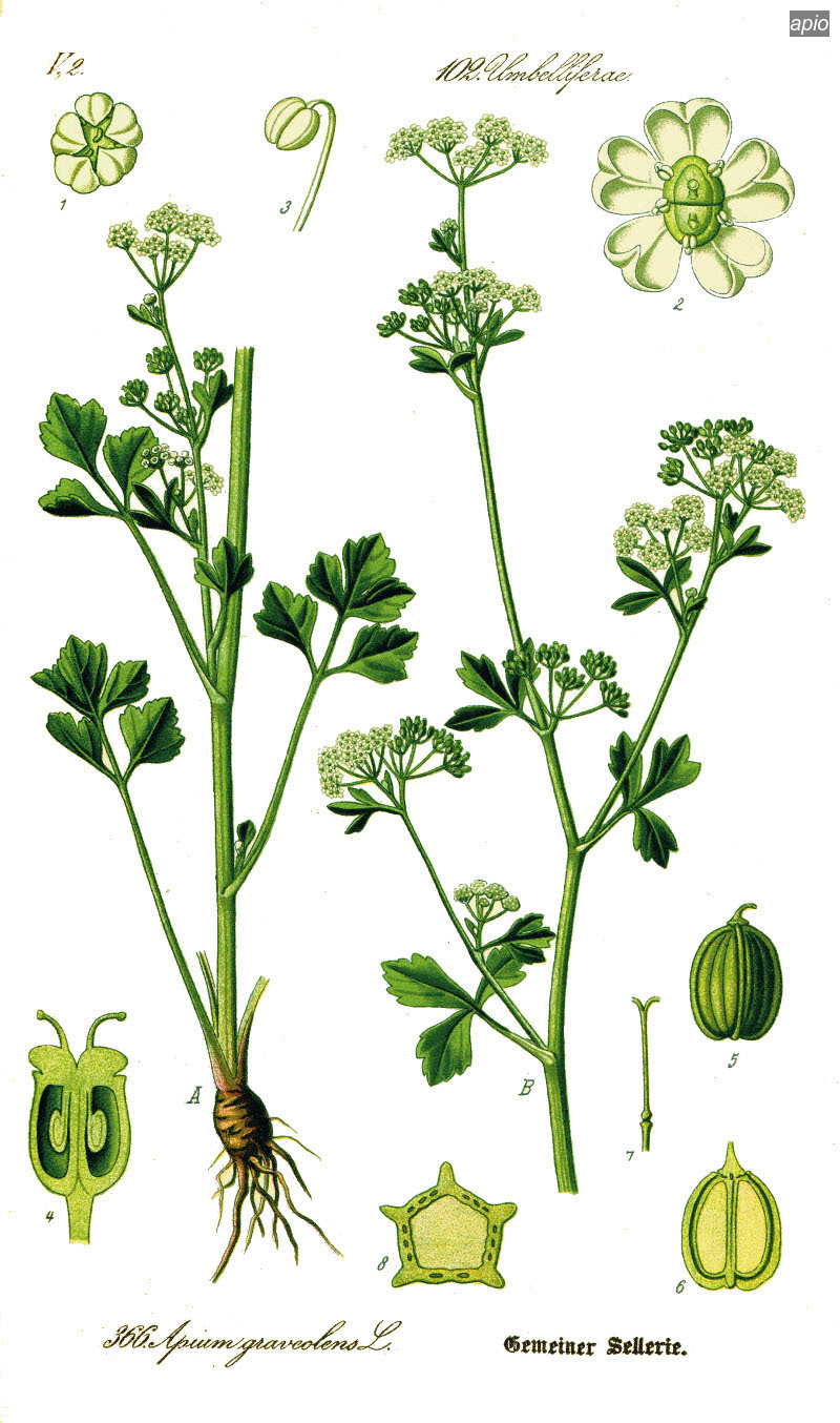 apio1