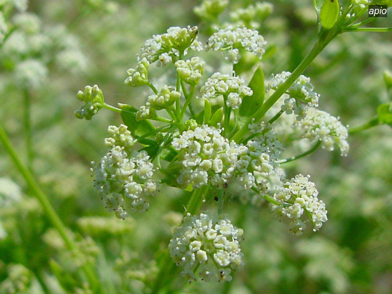 apio apium graveolens selderij03