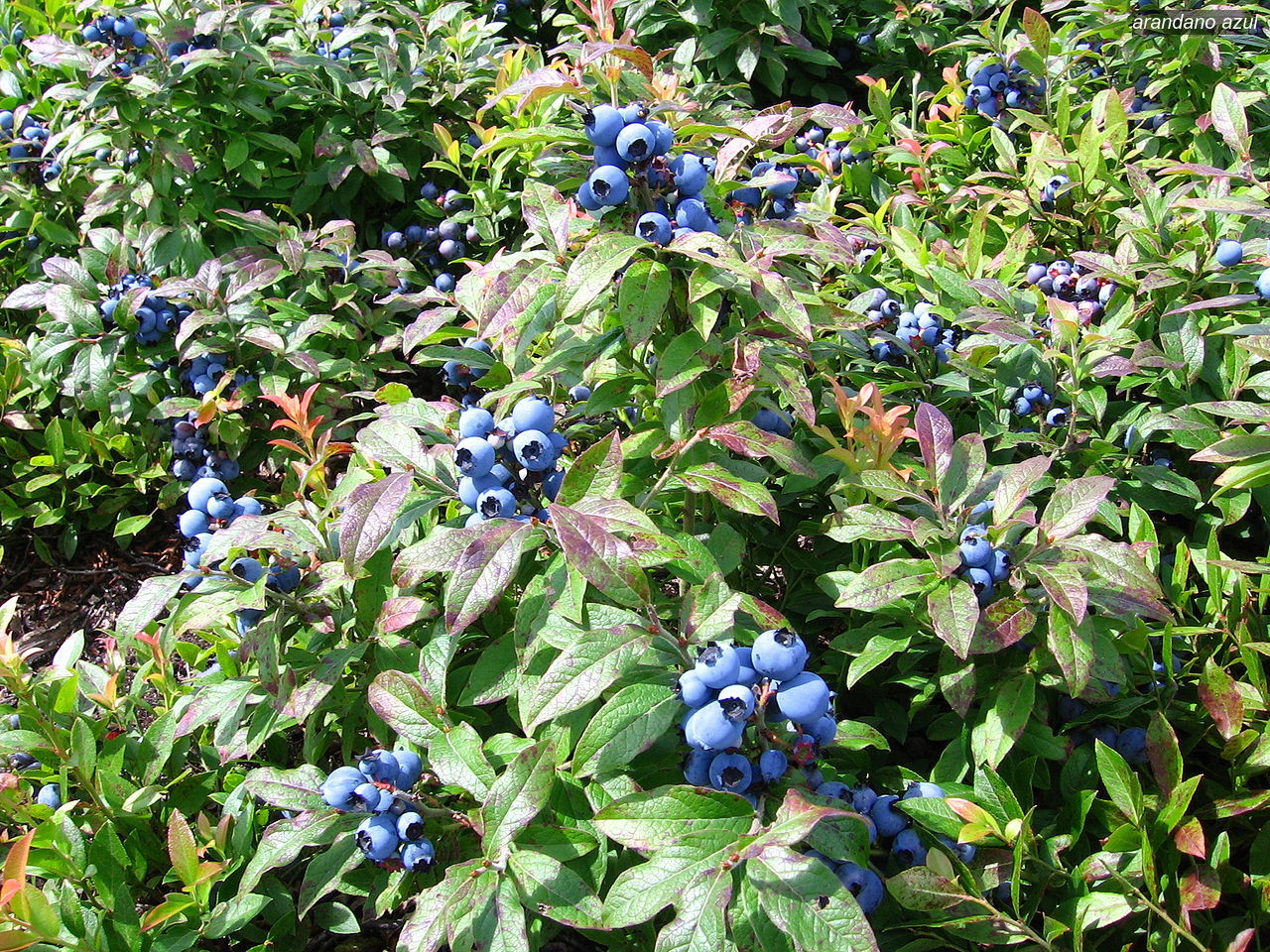 arandano azul0 arandano azul0