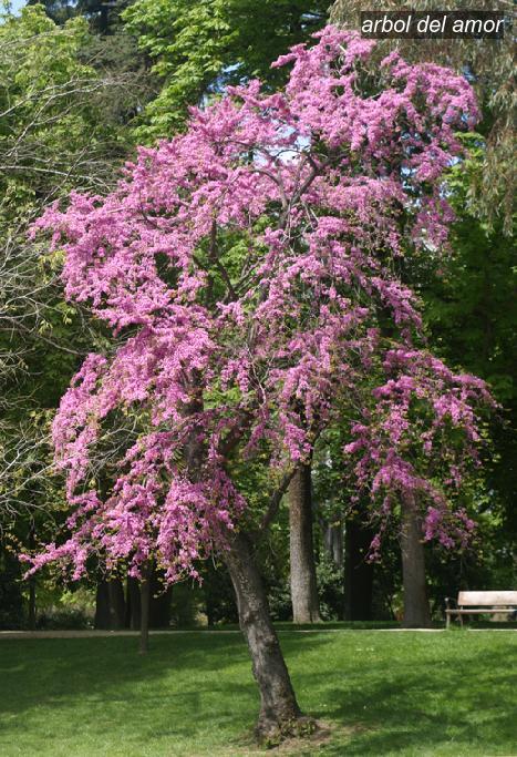 Arbol del amor0