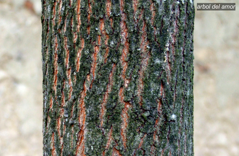 Arbol del amor3