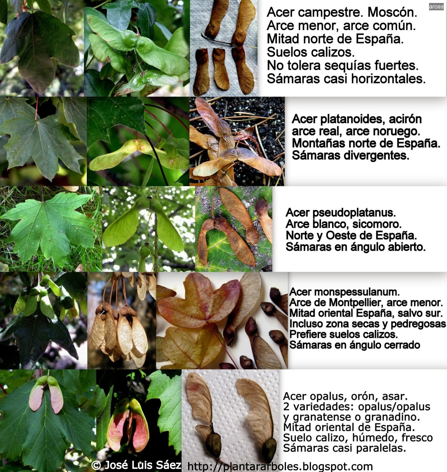 Arces acer
