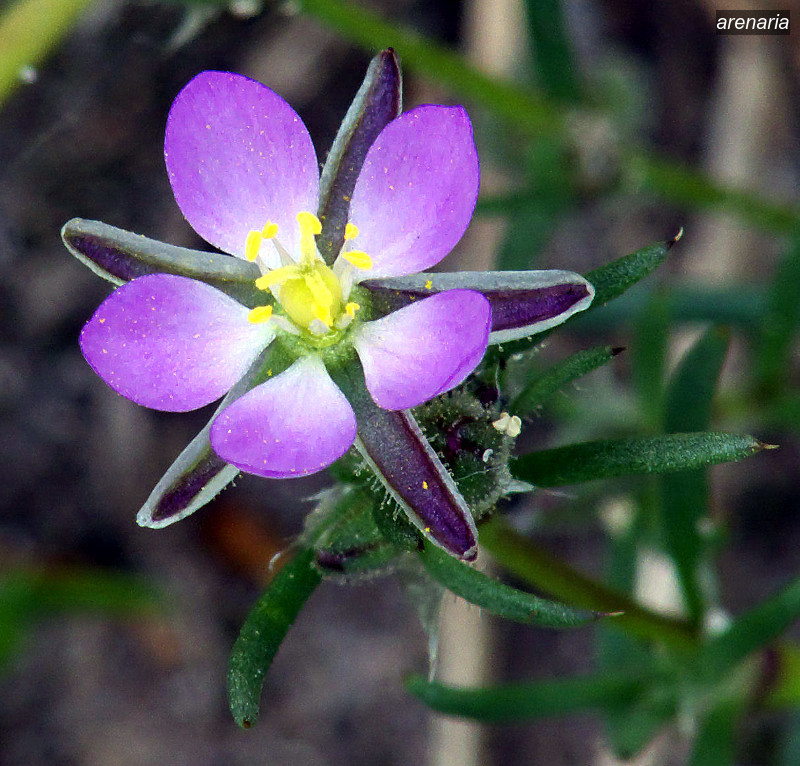 arenaria0
