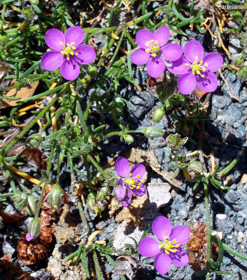arenaria1