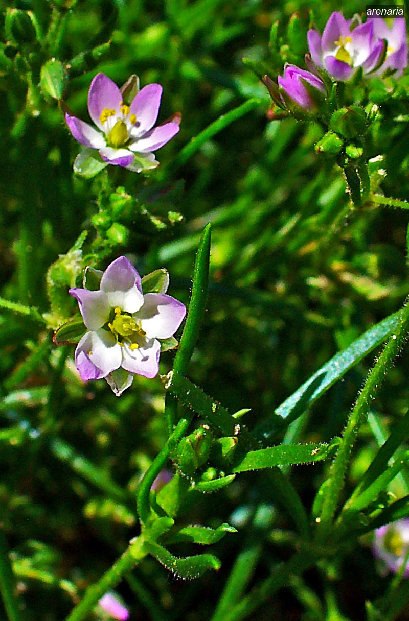 arenaria2