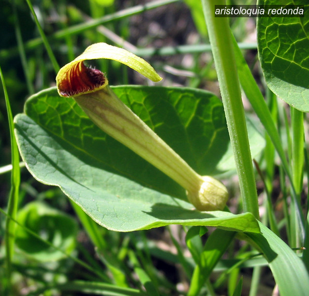 aristoloquia redonda1