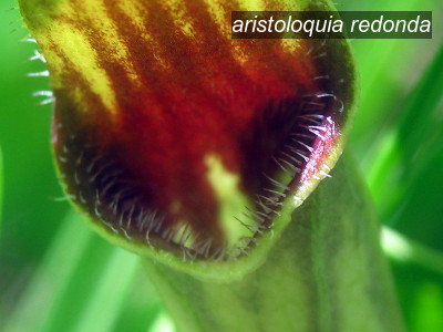 aristoloquia redonda2