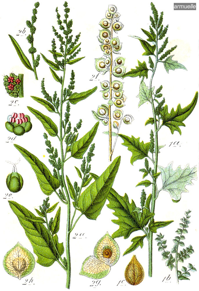 armuelle0 atriplex hortensis