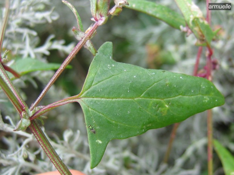 armuelle1 atriplex prostrata