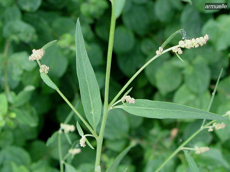 armuelle atriplex patula uitstaande melde02