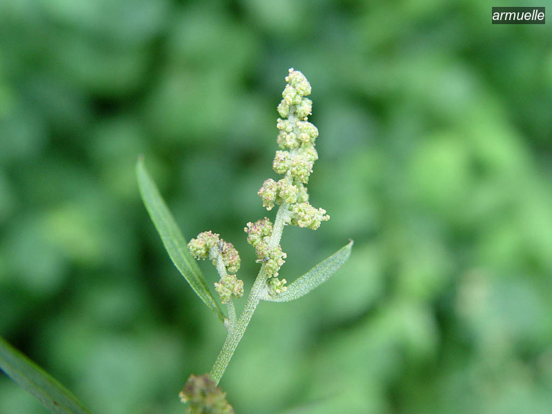 armuelle atriplex patula uitstaande melde03
