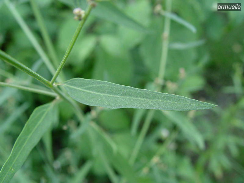 armuelle atriplex patula uitstaande melde06