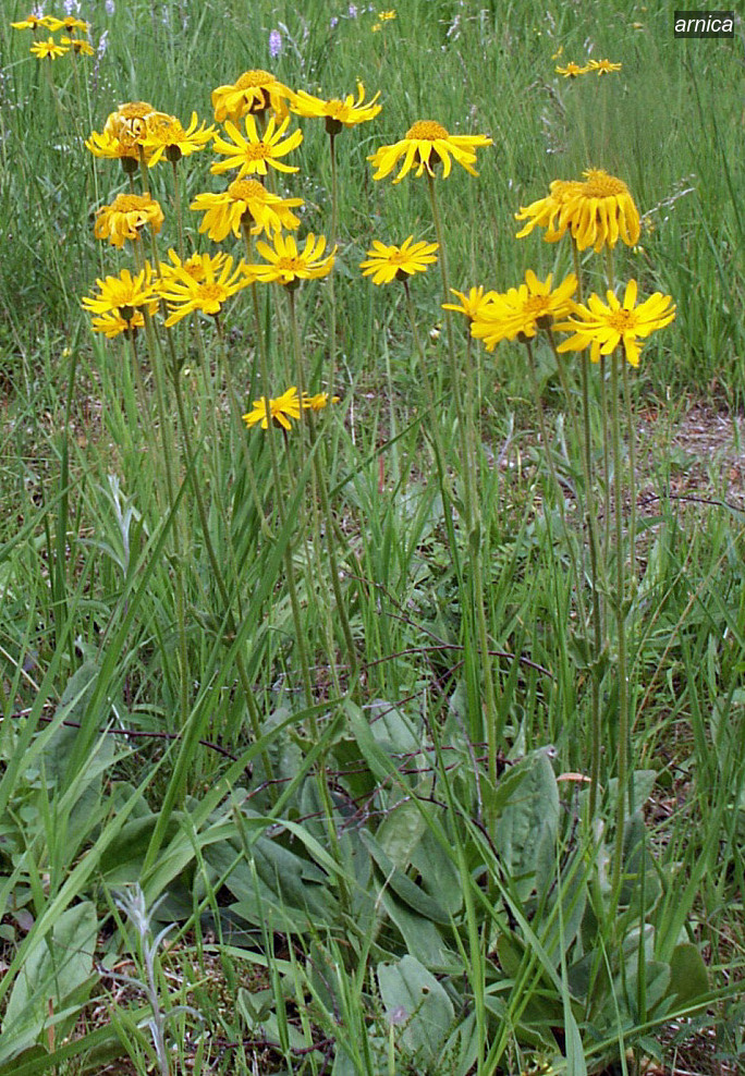 arnica1 arnica1