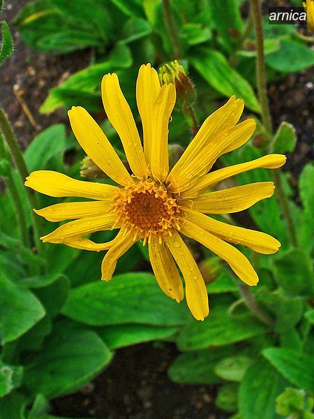 arnica2 arnica2