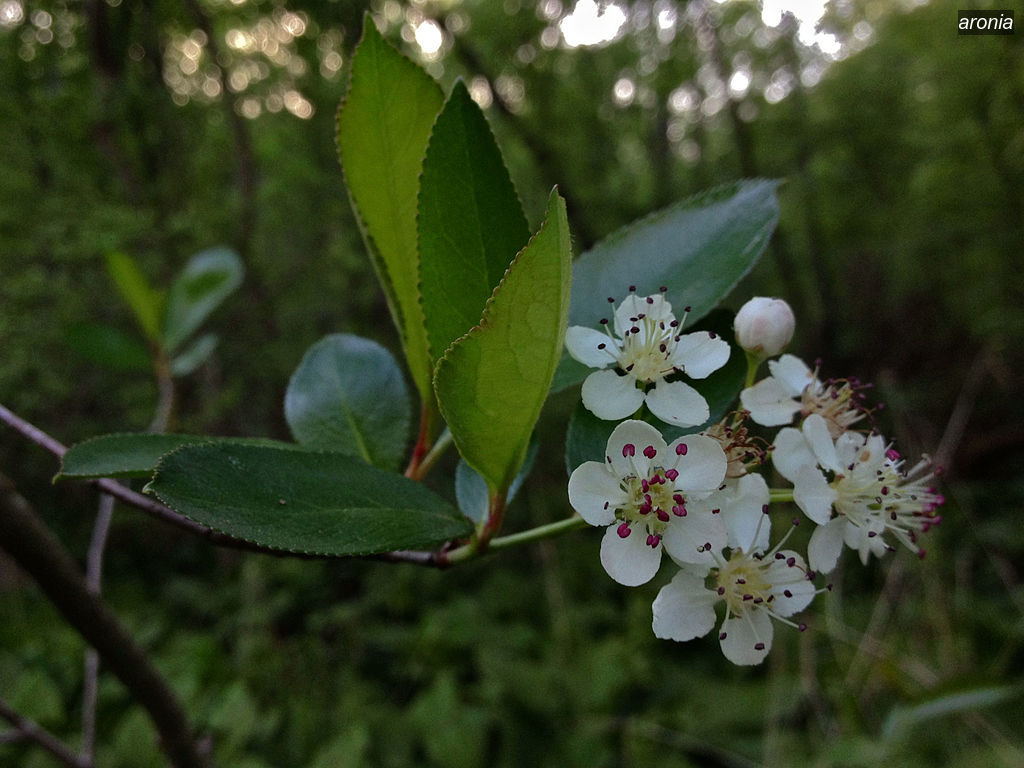aronia0 Aronia melanocarpa