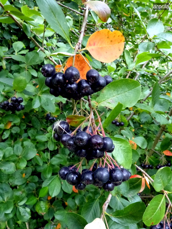 aronia1