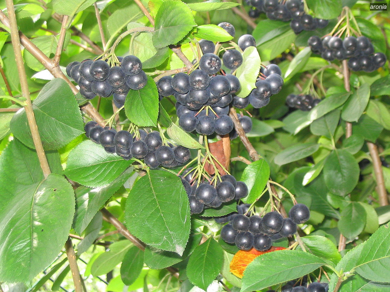 aronia2