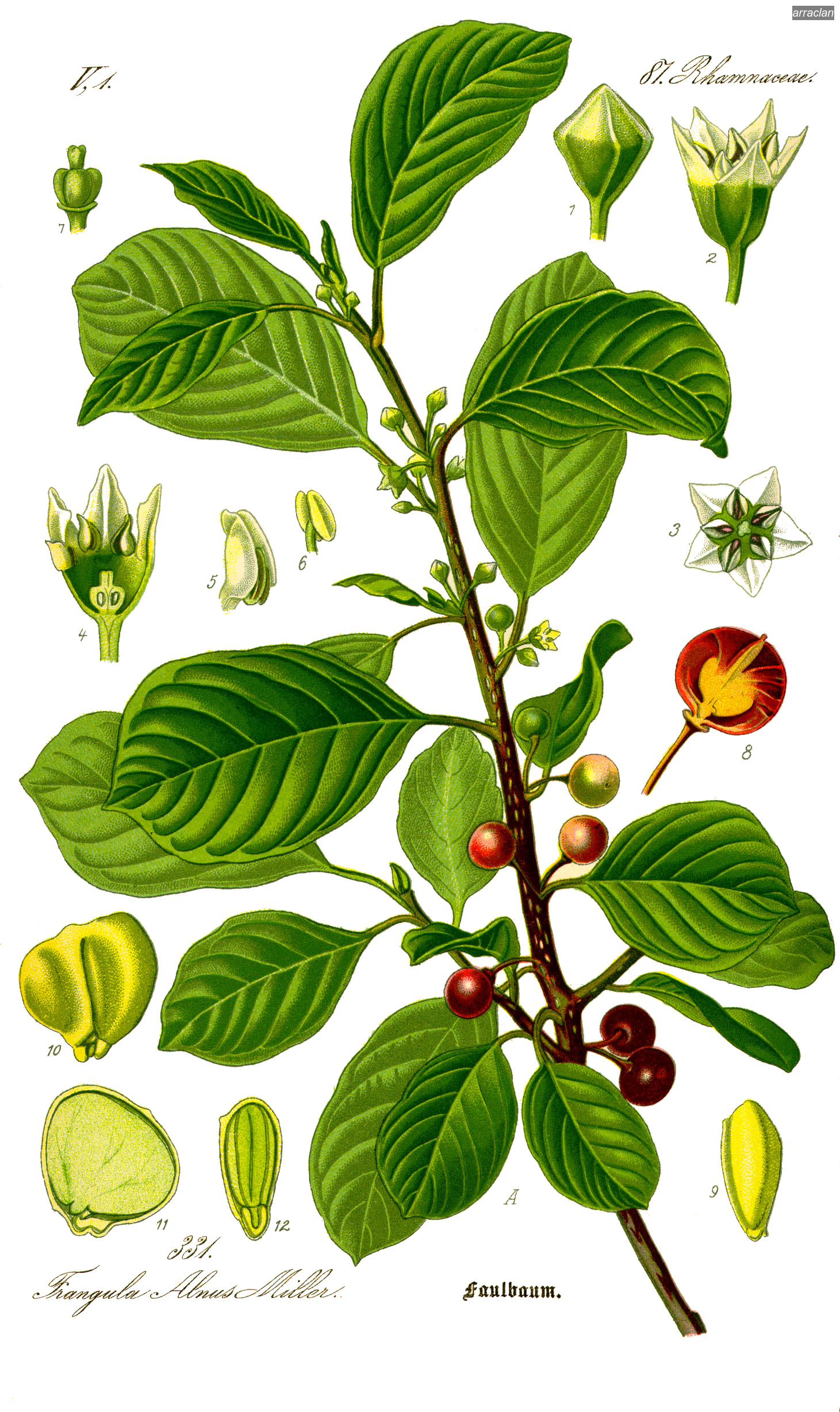 arraclan0