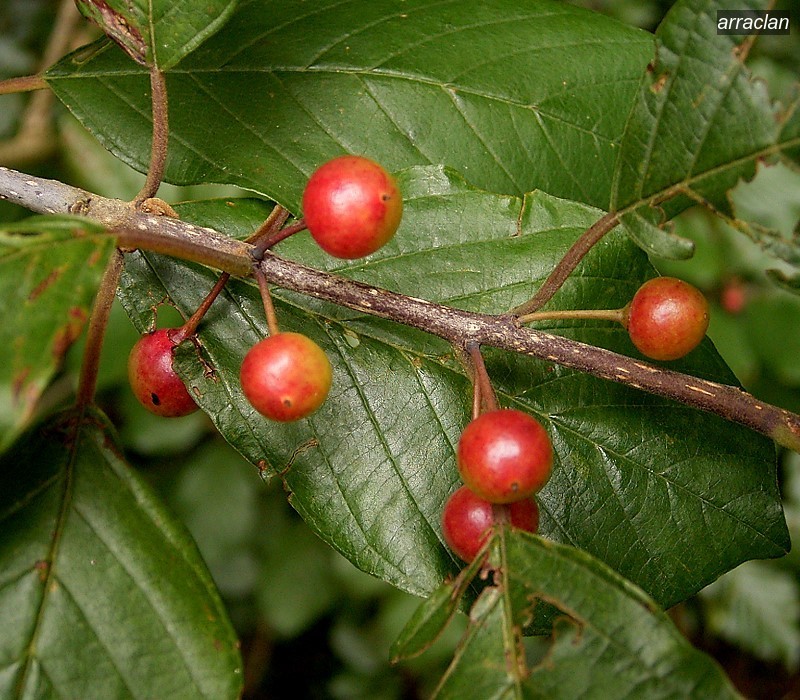 arraclan1