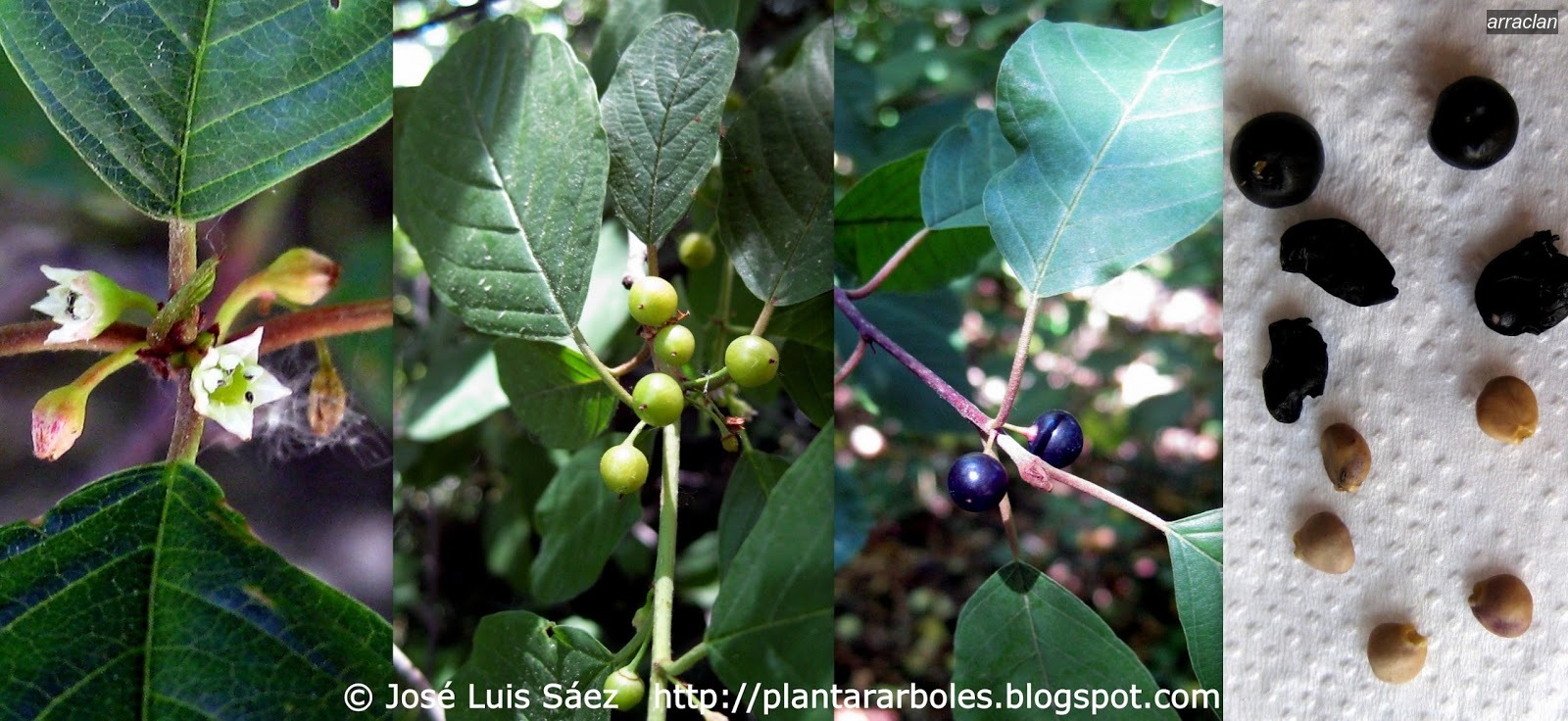 Arraclan Frangula alnus