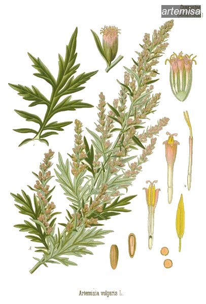 artemisa2 artemisa2