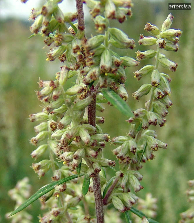 artemisa3 artemisa3