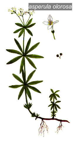 asperula olorosa0