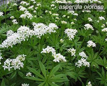 asperula olorosa1