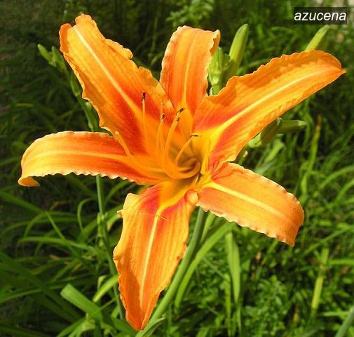 azucena9 azucena9