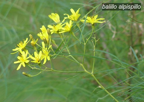 balillo alpispillo0