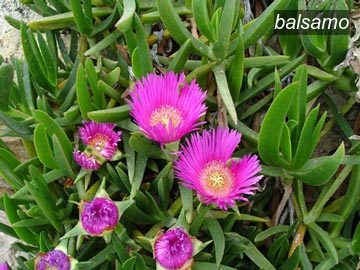 balsamo0