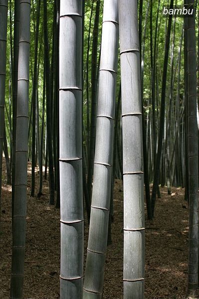 bambu2 bambu2