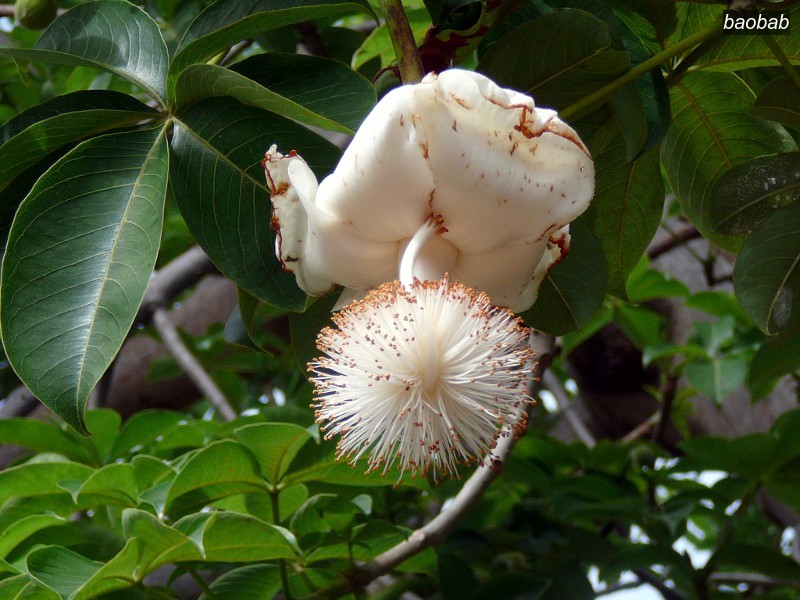 baobab0 baobab0