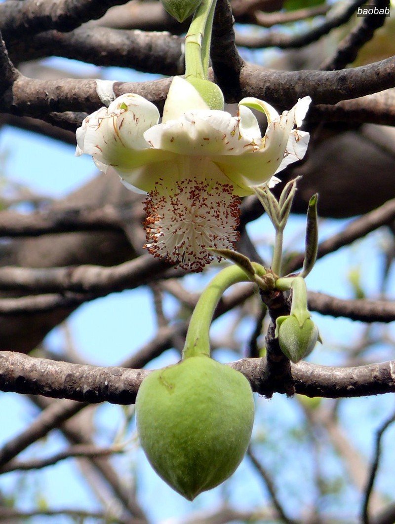 baobab3 baobab3