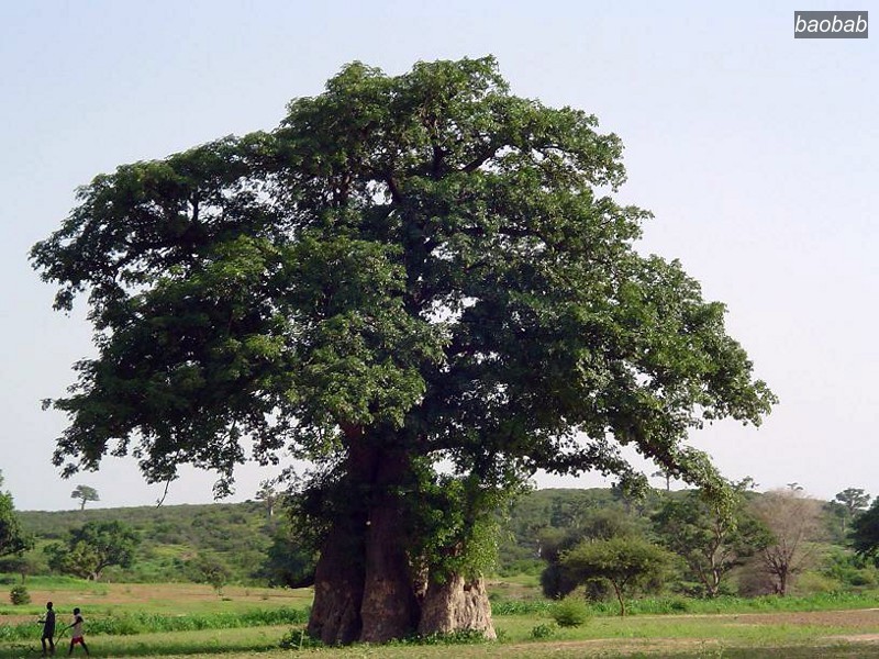 baobab9 baobab9