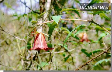 bicacarera0 bicacarera0