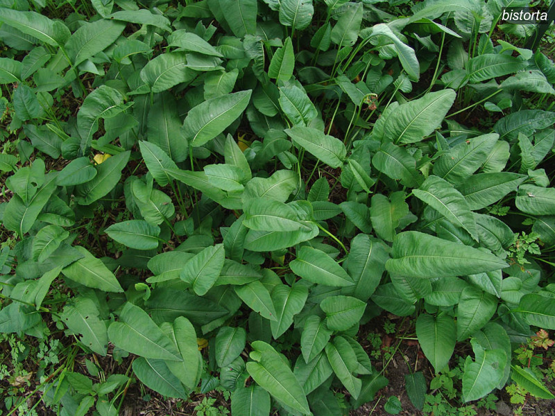 bistorta polygonum bistorta adderwortel 02923